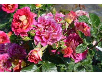 Rosa