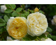 Rosa Bring Me Sunshine