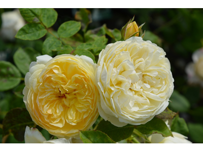 Rosa