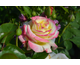 Rosa Casino