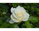 Rosa Casta Diva