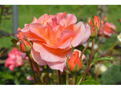 Rosa