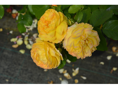 Rosa