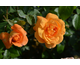 Rosa Chateaubriand