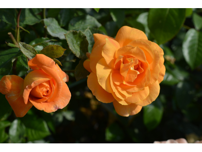 Rosa