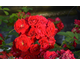 Rosa Cherry Frost