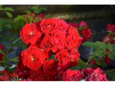 Rosa
