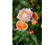Rosa Circle of Life