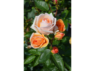 Rosa