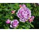 Rosa Clivia