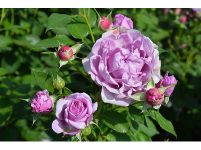 Rosa