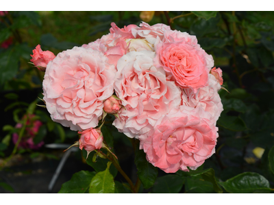 Rosa