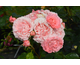 Rosa Corail Gelee