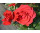 Rosa Corrida