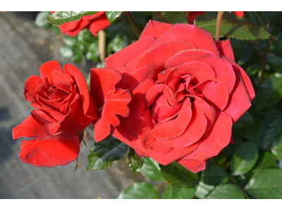 Rosa