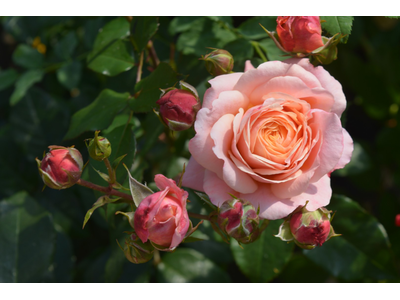 Rosa