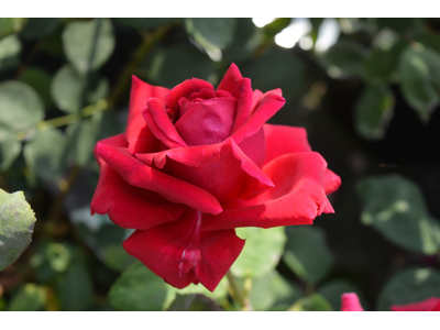 Rosa