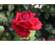 Rosa Crimson Glory Clg
