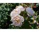 Rosa Dannahue