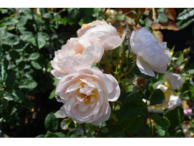 Rosa