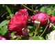 Rosa Taste of Love ® Dolce