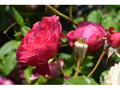 Rosa