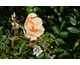 Rosa Dolomitica