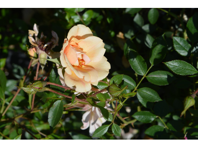 Rosa