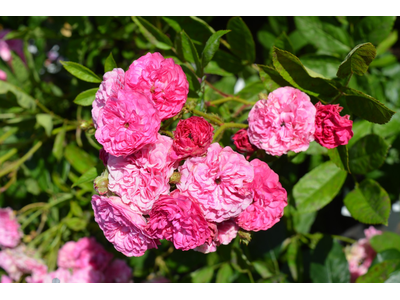 Rosa