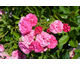 Rosa Dona Rose
