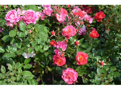 Rosa