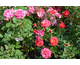 Rosa Double Pink Knock Out