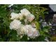 Rosa Easy to Cut