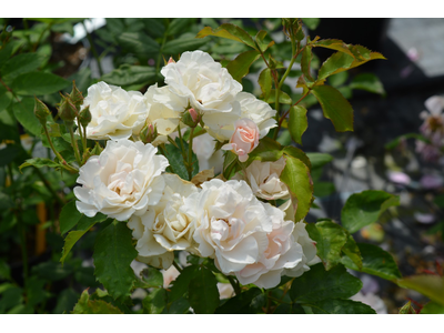 Rosa