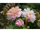 Rosa Elizabeth