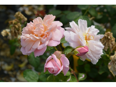 Rosa