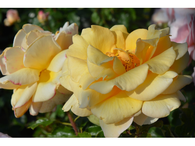 Rosa
