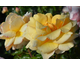 Rosa Emozione