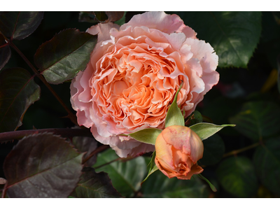 Rosa