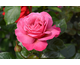 Rosa Eudora