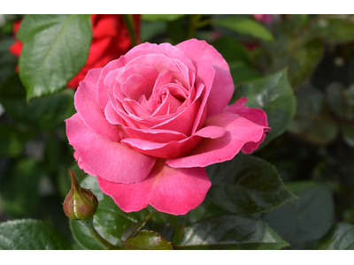 Rosa