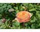 Rosa Taste of Love ® Eveline Wild