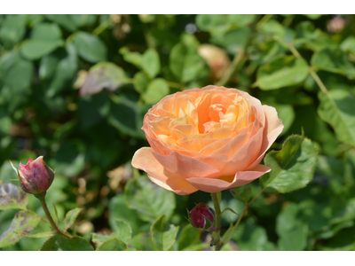 Rosa