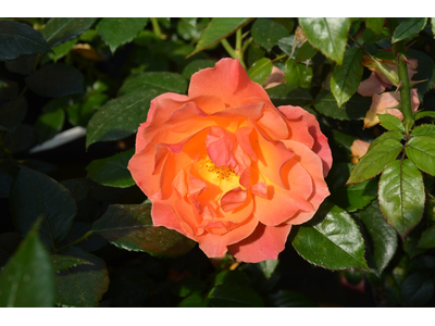 Rosa
