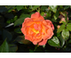Rosa Fellowship