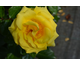 Rosa Freedom