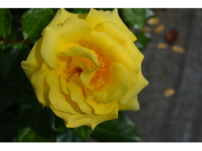 Rosa