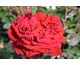 Rosa Gabriele D'Annunzio