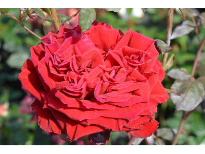 Rosa