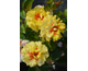 Rosa Golden Eye